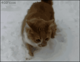 https://media.giphy.com/media/l2JhGDisf6UgEgY4o/giphy.gif