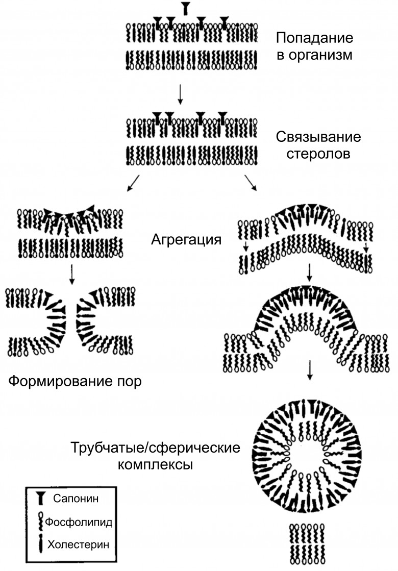 https://habrastorage.org/r/w780/webt/wy/vy/w3/wyvyw3es3uzwzeva3wompwyoytw.jpeg