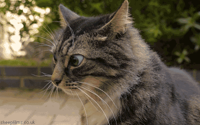 http://www.yapfiles.ru/files/1200190/72256_original.gif