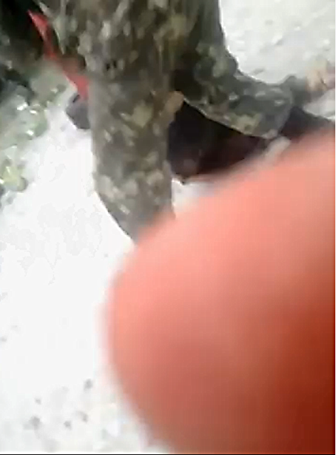http://images.vfl.ru/ii/1405573605/693c506a/5729709.png