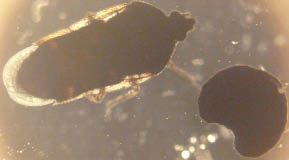 https://s.natural-sciences.ru/doc/use/i/2014/5-2/man8_fmt.jpeg