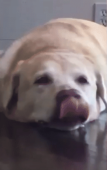 http://images.vfl.ru/ii/1496144855/d94d7757/17400315.gif
