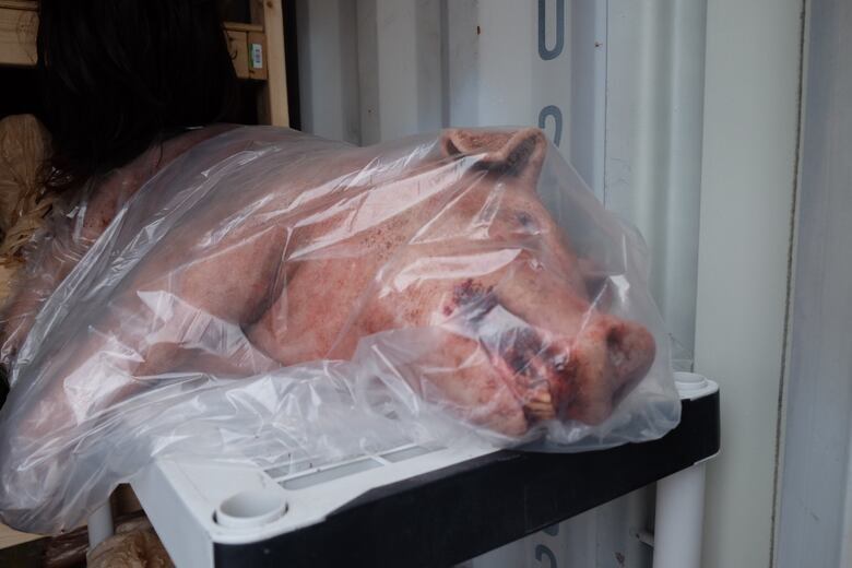 https://i.cbc.ca/1.5336077.1572033534!/fileImage/httpImage/image.JPG_gen/derivatives/original_780/fake-dead-pig.JPG
