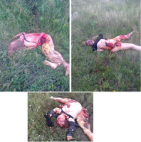 http://images.vfl.ru/ii/1414384091/f8028825/6761819_s.png