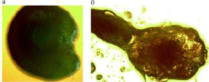 https://s.natural-sciences.ru/doc/use/i/2014/5-2/man6_fmt.jpeg