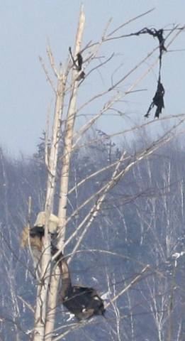 http://images.vfl.ru/ii/1518864260/976a3534/20620964.jpg
