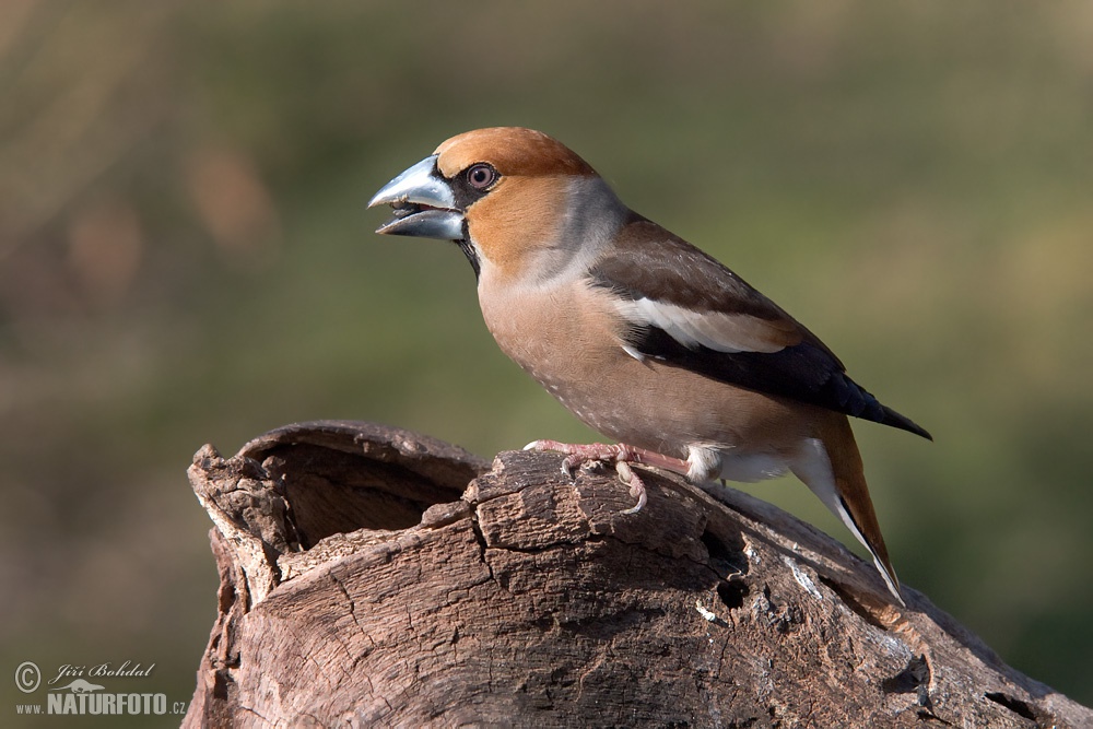 http://www.naturephoto-cz.com/fullsize/birds/hawfinch-8446.jpg