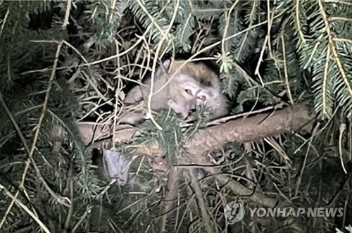 https://img2.yna.co.kr/photo/etc/af/2022/01/23/PAF20220123085801009_P2.jpg