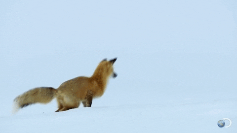 https://media.giphy.com/media/unI1WNnxIXxD2/giphy.gif