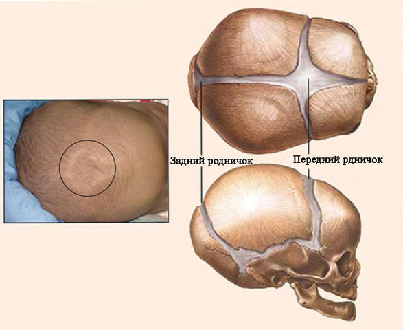 http://images.vfl.ru/ii/1548432299/f683763a/25107183_m.jpg