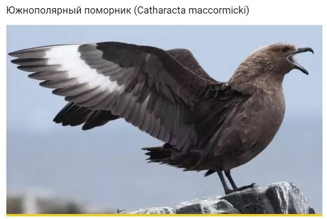 http://images.vfl.ru/ii/1581535471/a1b847f6/29554583_m.jpg