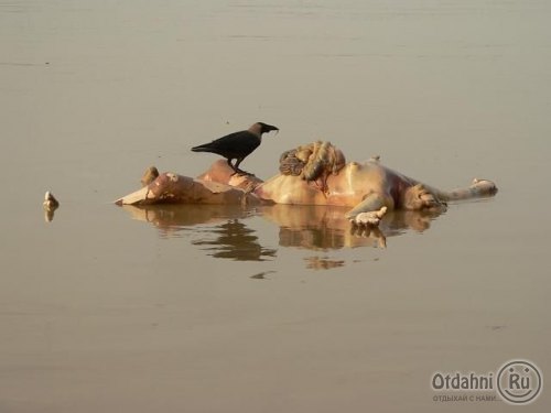 http://images.vfl.ru/ii/1413565451/a1700a68/6673945.jpg