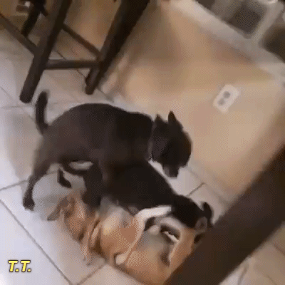 http://www.yapfiles.ru/files/1542945/giphy656565656.gif