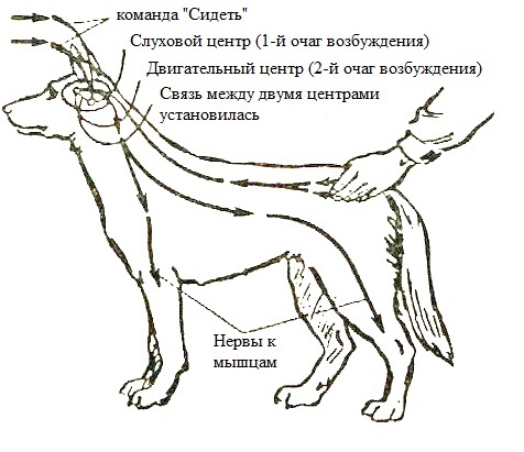 http://www.masterdog.ru/images/online-school/DogTrainer/%D0%A0%D0%B0%D0%B7%D0%B4%D0%B5%D0%BB%202.%20%D0%A4%D0%B8%D0%B7%D0%B8%D0%BE%D0%BB%D0%BE%D0%B3%D0%B8%D1%87%D0%B5%D1%81%D0%BA%D0%B8%D0%B5%20%D0%BE%D1%81%D0%BD%D0%BE%D0%B2%D1%8B%20%D0%BF%D0%BE%D0%B2%D0%B5%D0%B4%D0%B5%D0%BD%D0%B8%D1%8F%20%D0%B8%20%D0%B4%D1%80%D0%B5%D1%81%D1%81%D0%B8%D1%80%D0%BE%D0%B2%D0%BA%D0%B8%20%D1%81%D0%BE%D0%B1%D0%B0%D0%BA%20%D1%84%D0%BE%D1%82%D0%BE%203.jpg