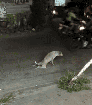 http://www.yapfiles.ru/files/1700927/dog.gif