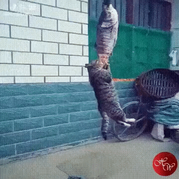 https://cs8.pikabu.ru/post_img/2019/03/08/8/1552050254196280177.gif