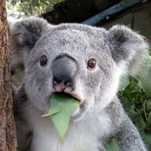 http://www.zoopicture.ru/assets/2012/02/5647357.jpg