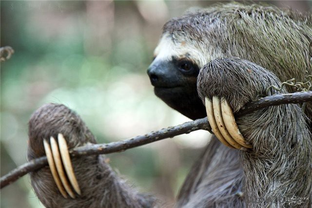http://faunazoo.ru/wp-content/uploads/2014/04/Ленивый-ленивец.jpg