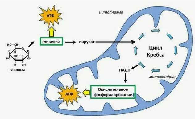 https://bio-lessons.ru/wp-content/uploads/2024/12/cycle_crebs2.jpg
