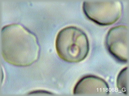 http://images.vfl.ru/ii/1625601087/352be417/35072870_m.png