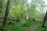 http://images.vfl.ru/ii/1496177471/c36505e7/17406613_s.jpg
