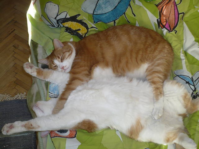 http://images.vfl.ru/ii/1547936067/1158f8bd/25025011_m.jpg