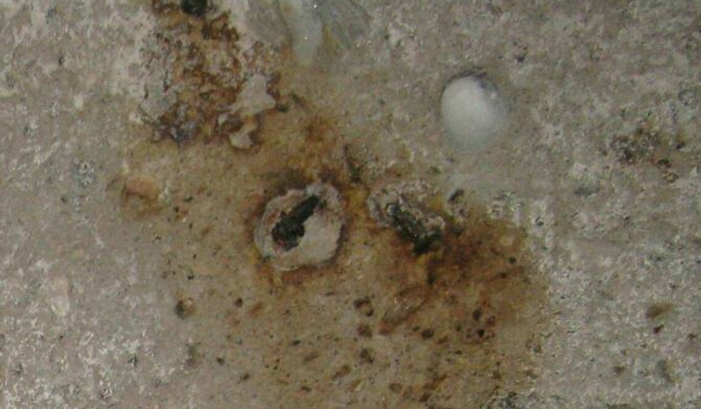 http://images.vfl.ru/ii/1512976562/a11e237c/19765251.jpg