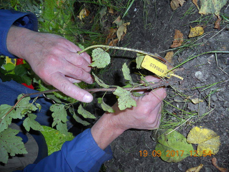 http://images.vfl.ru/ii/1505837334/97312d05/18661525_m.jpg