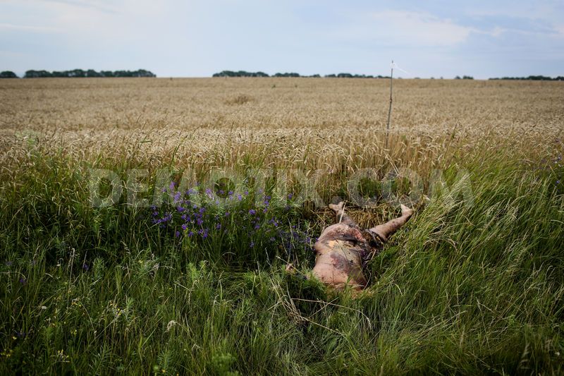 http://images.vfl.ru/ii/1419168869/144a9a58/7269922.jpg