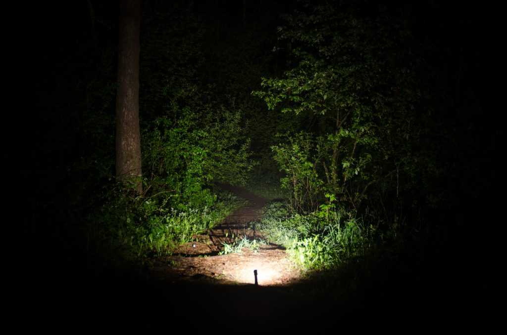 https://i.ibb.co/dDhnFGQ/wizard-forest2-warm-1024x678.jpg