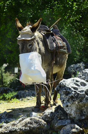 https://us.123rf.com/450wm/fritzifoto/fritzifoto1808/fritzifoto180800196/106436263-greece-crete-donkey-with-feed-bag-and-saddle-mode-of-transport-for-tourists-to-zeus-cave.jpg