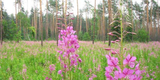 http://images.vfl.ru/ii/1600247431/6957dd7f/31645911_m.jpg