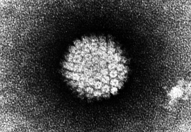 http://www.sciencedebate2008.com/wp-content/uploads/virus-papillomy-cheloveka.jpg