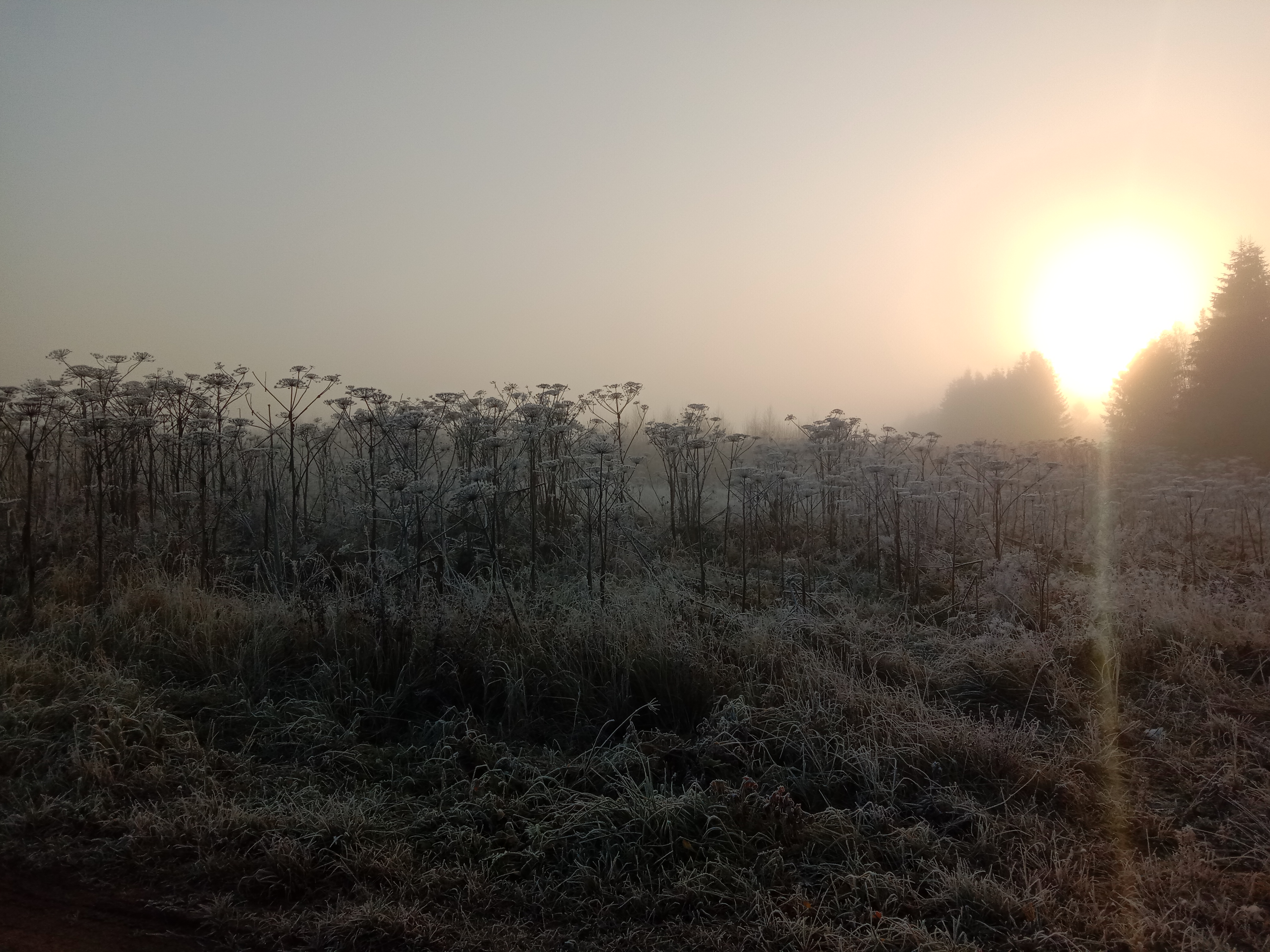 http://images.vfl.ru/ii/1635962484/79998393/36535515.jpg