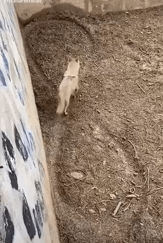 https://cs9.pikabu.ru/post_img/2020/01/25/5/1579933245187494805.gif