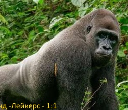 http://images.vfl.ru/ii/1584216488/f8b4721a/29873860.jpg