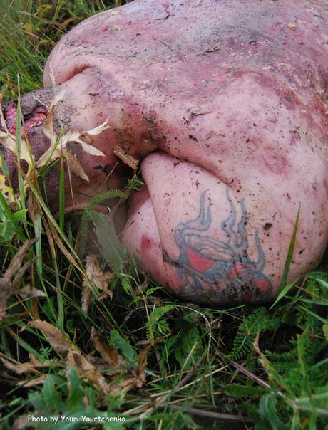 http://images.vfl.ru/ii/1413929061/fe5a34f2/6713774.jpg