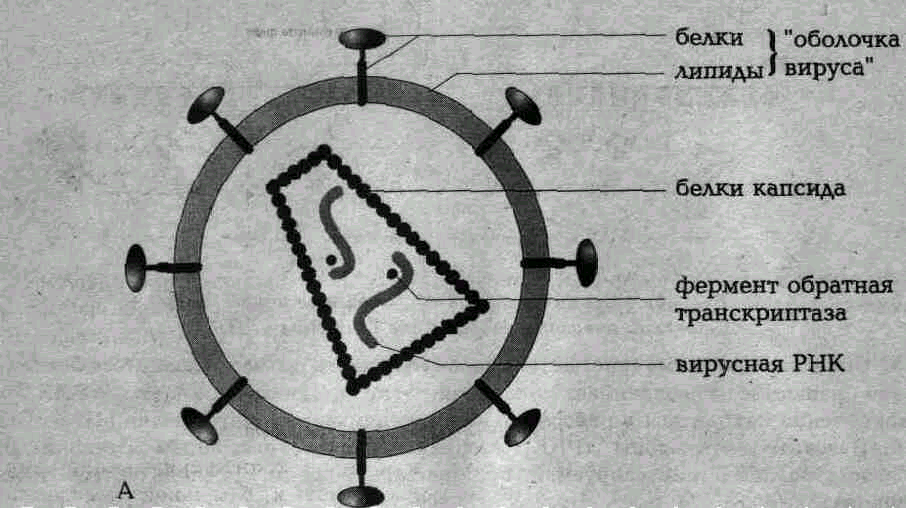 http://medznate.ru/tw_refs/54/53044/53044_html_3a2e8ba2.png