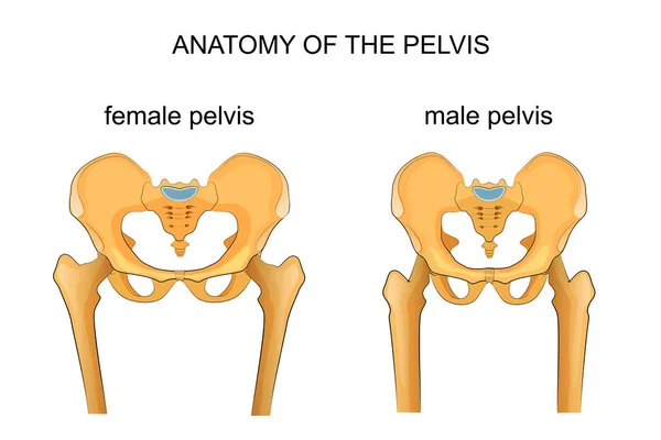 https://st3.depositphotos.com/5534582/14666/v/600/depositphotos_146661569-stock-illustration-comparison-of-the-skeleton-of.jpg