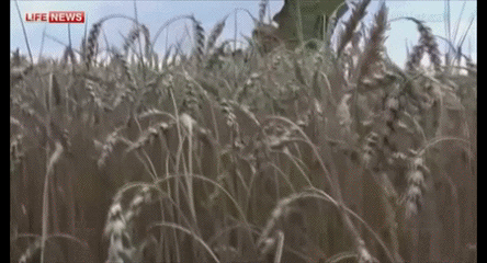 http://images.vfl.ru/ii/1410774628/9ac02a75/6339934.gif